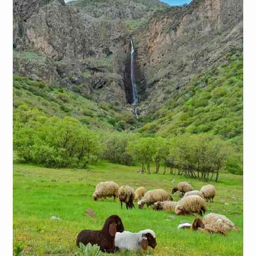 با صدای بچه دلم دلم دلم وه تو خوش بی تونیش